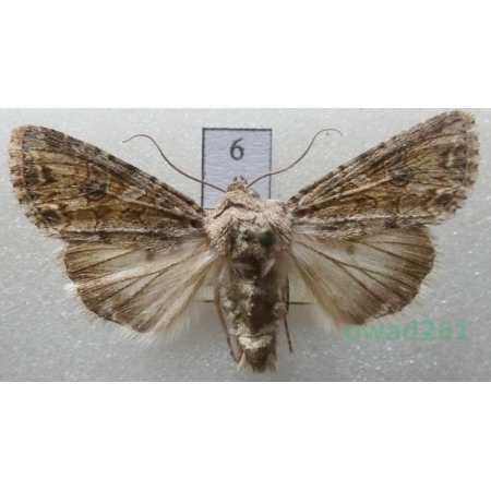 Anarta trifolii (Hufnagel, 1766) Czech6